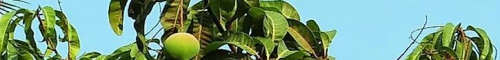 世界顶级芒果生产国